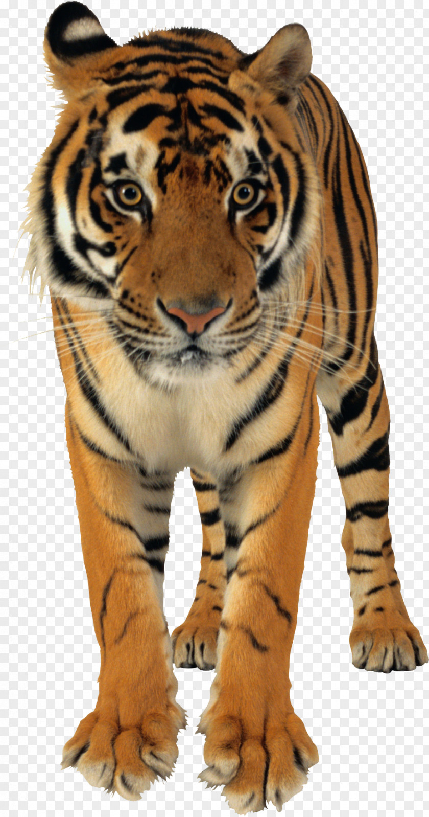 Tiger Bengal Lion White PNG