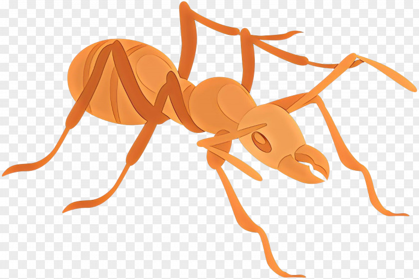 Ant Clip Art Image Vector Graphics PNG