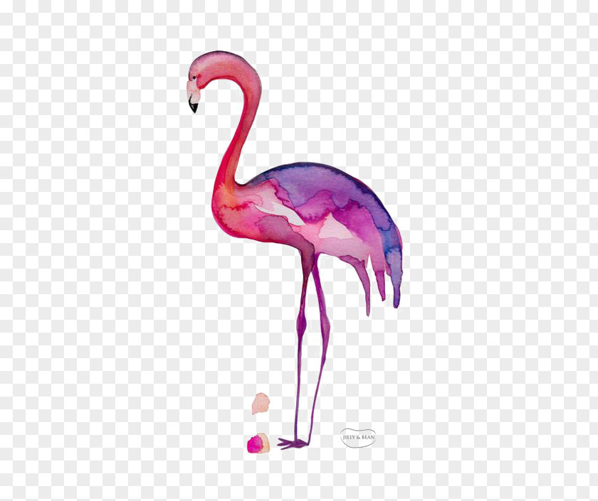 Color Flamingo Greater Drawing PNG