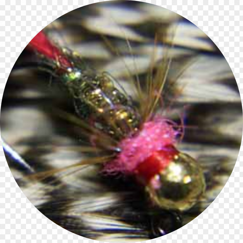 Flying Nymph Fly Fishing Tying Pheasant Tail Hackle PNG