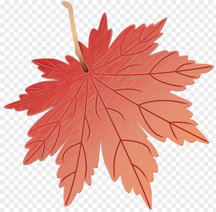 Leaf Flower Maple / M Petal Tree PNG