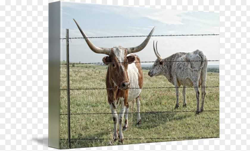 Longhorn Texas English Ox Livestock Bull PNG