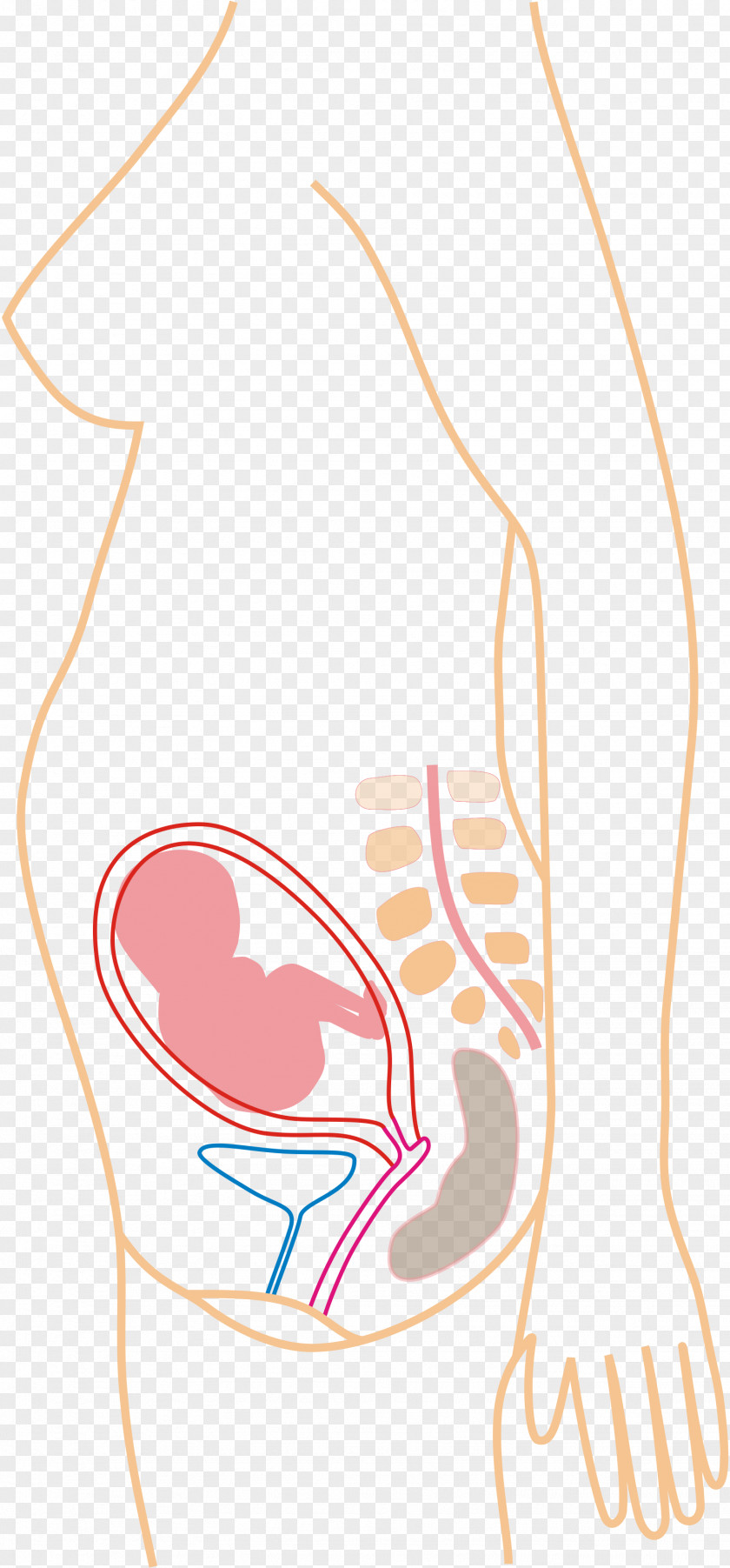 Months Pregnancy Childbirth Gestation Fetus PNG