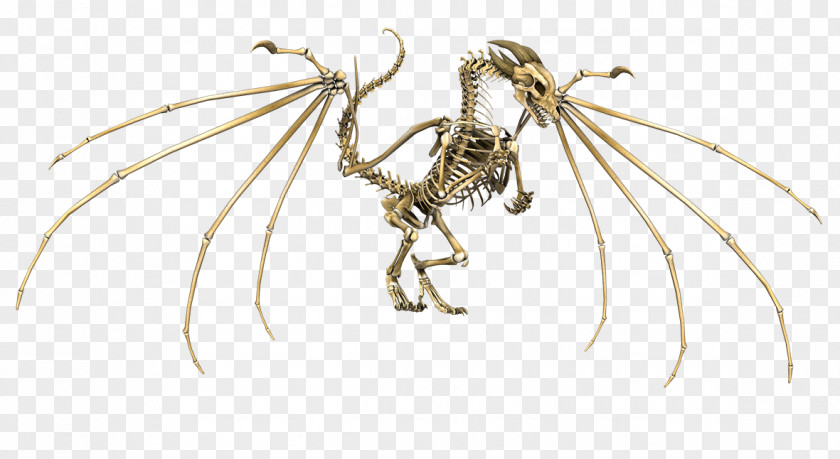 Skeleton European Dragon Skull PNG
