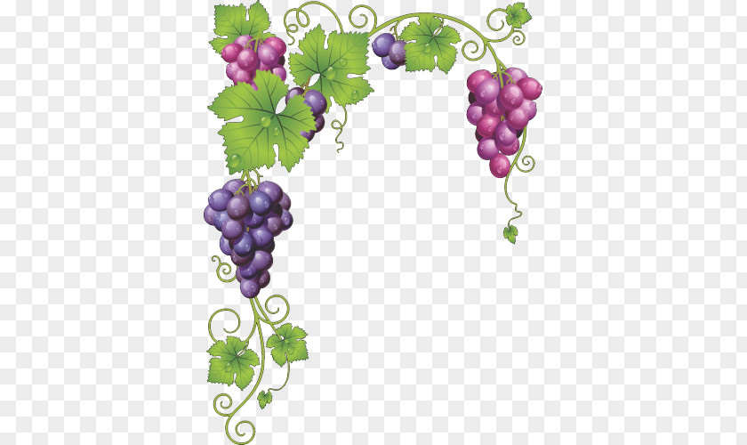 Wine Common Grape Vine Leaves PNG