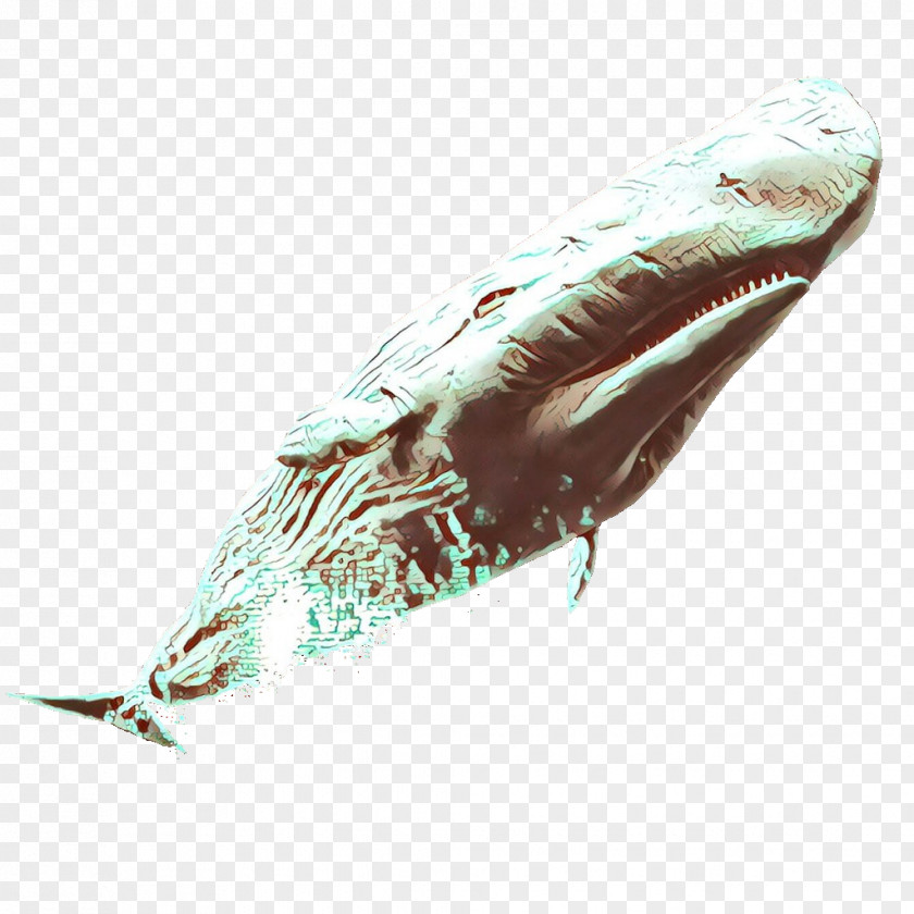 Blue Whale Marine Mammal Humpback Cetacea PNG