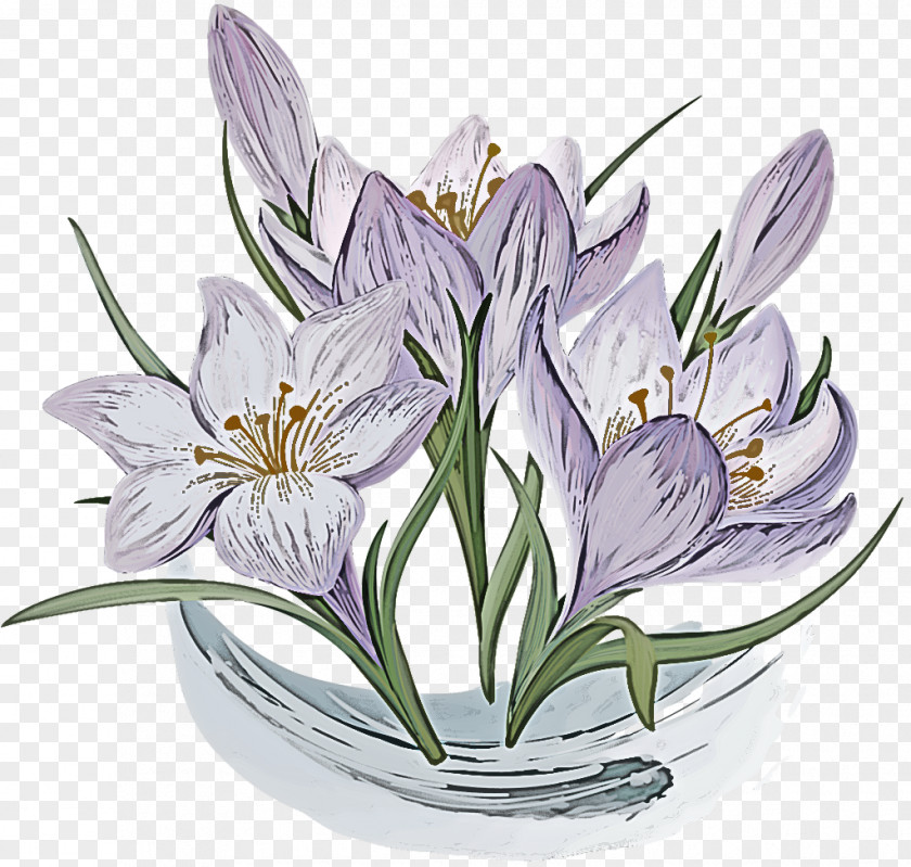 Flower Plant Petal Crocus Lily PNG