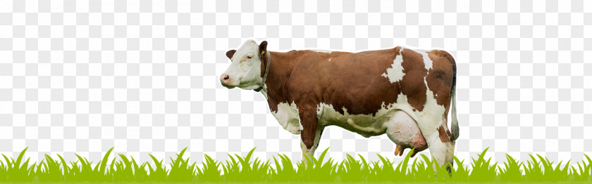 Milk Holstein Friesian Cattle Dairy Calf PNG