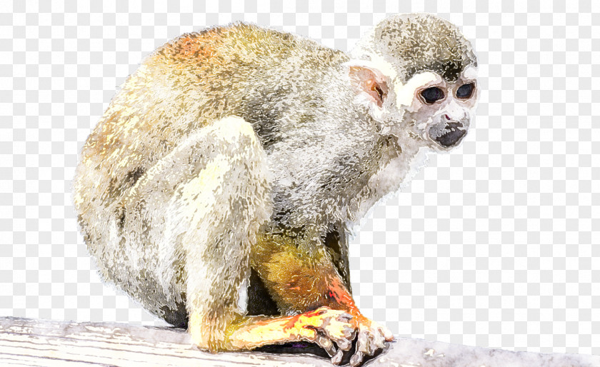 New World Monkey Snout Marmoset Wildlife Old PNG