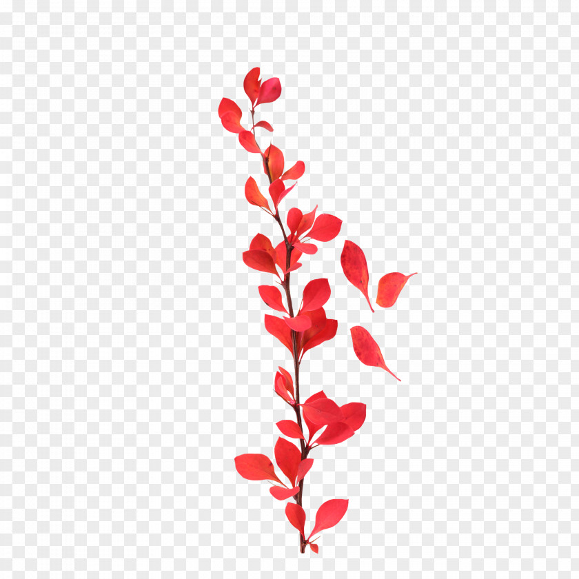 Bouquet Of Red Petals Petal Lossless Compression Leaf PNG