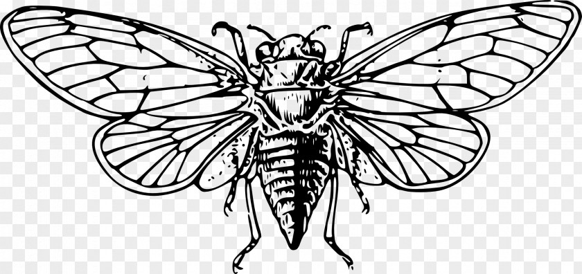 Dragon Fly Cicadas Insect Clip Art PNG