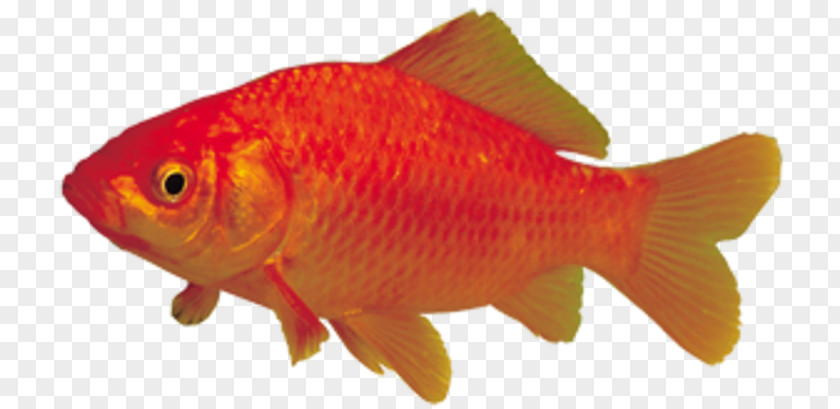 Goldfish Feeder Fish Garden Center Mall Live In Beersheba Aquariums PNG