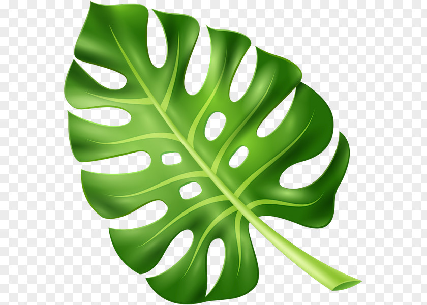 Leaf Plant Leaves PNG