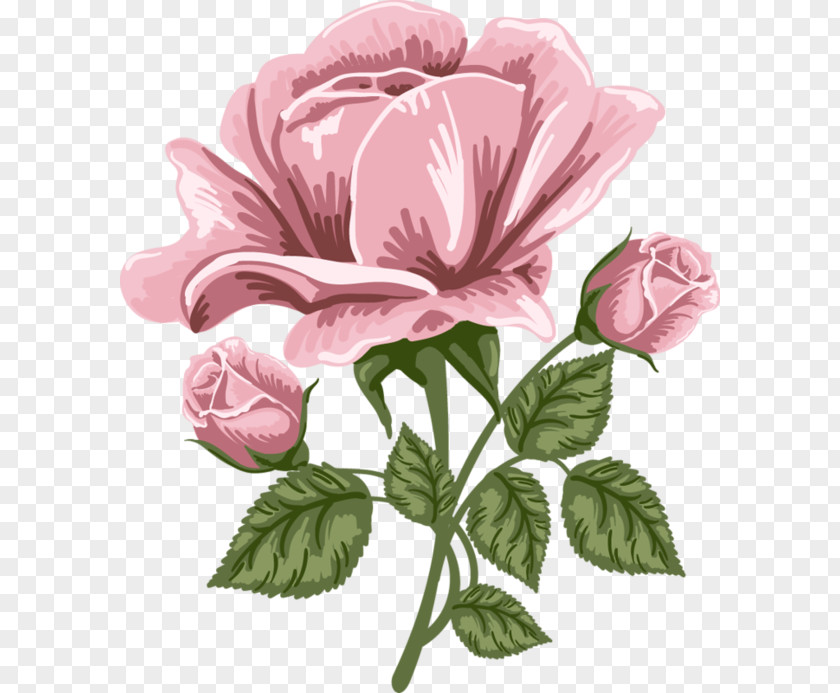 Pink Rose Art Picture Clip PNG