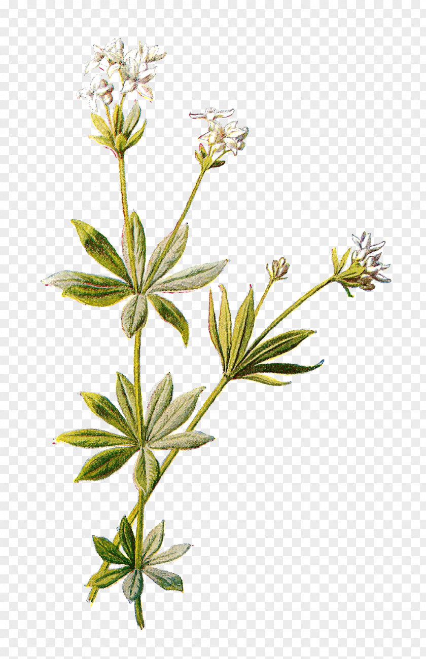 Wild Flower British Ferns Botany Botanical Illustration Printmaking Printing PNG