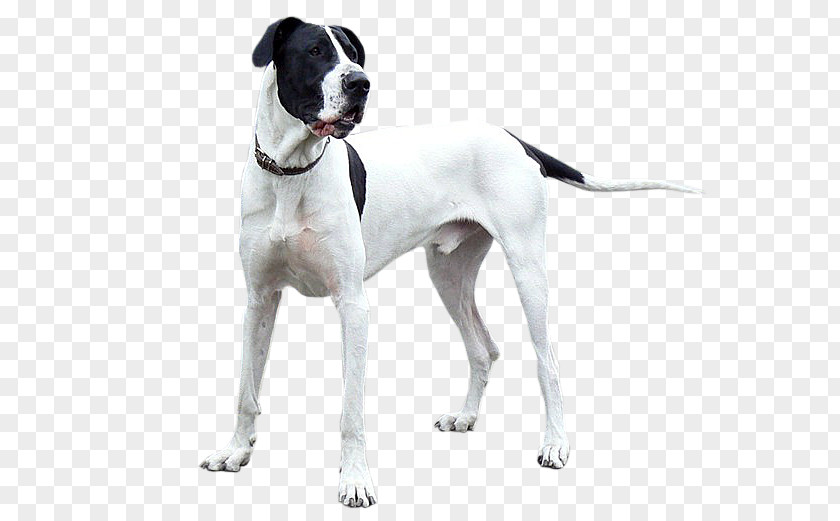 Yorki Old Danish Pointer Great Dane Beagle Dog Breed PNG