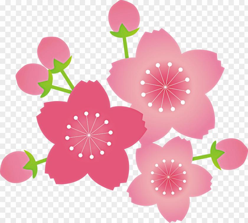 Cherry Flower Floral PNG