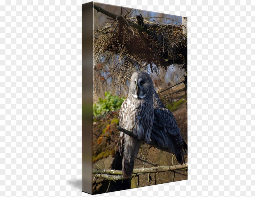 Great Grey Owl Fauna Hawk Beak Feather PNG