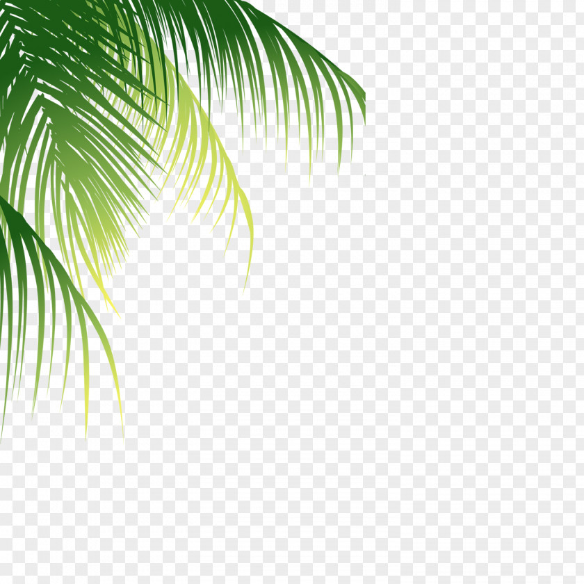 Palm Pattern Coconut Euclidean Vector PNG
