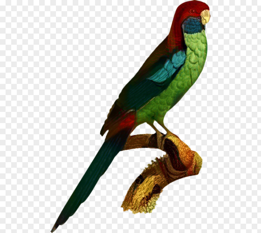 Parrot Budgerigar Cockatiel Bird Parakeet PNG