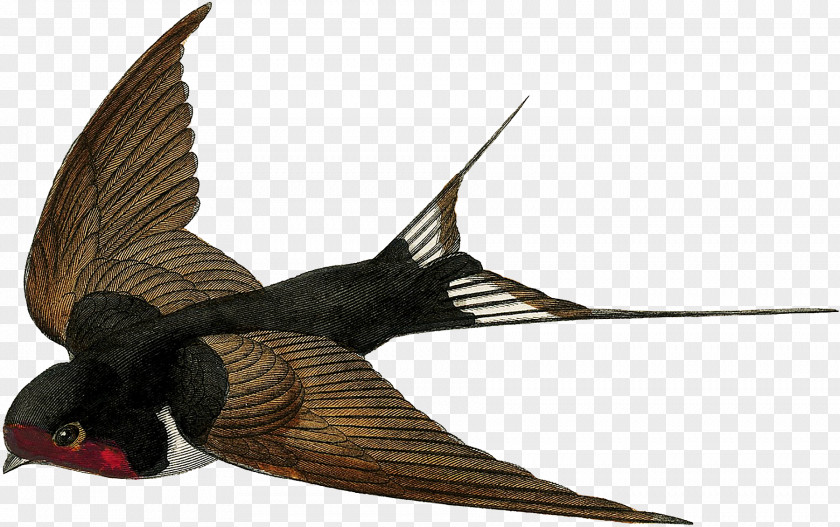 Bird Barn Swallow Flight Swifts PNG