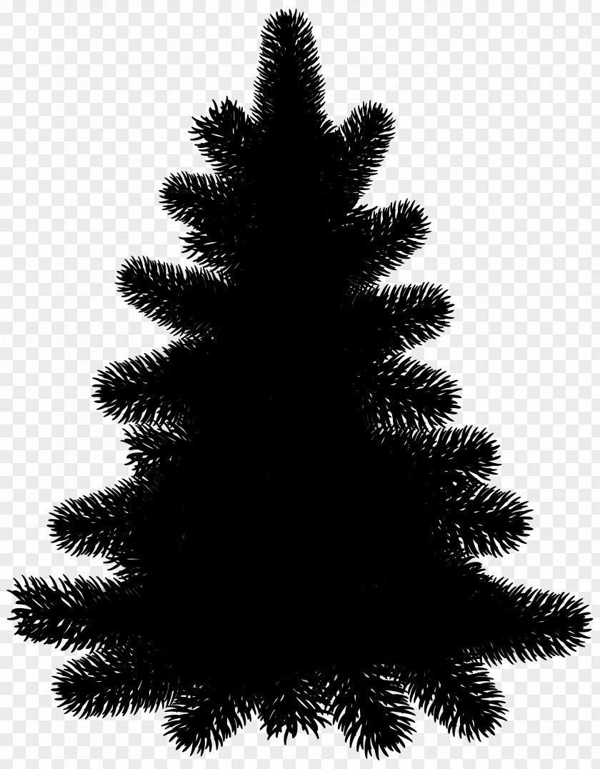 Clip Art Pine Tree Fir Evergreen PNG