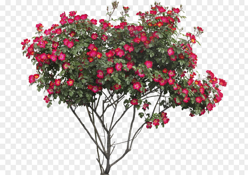 Flowers Plant Rose Shrub Tree Clip Art PNG