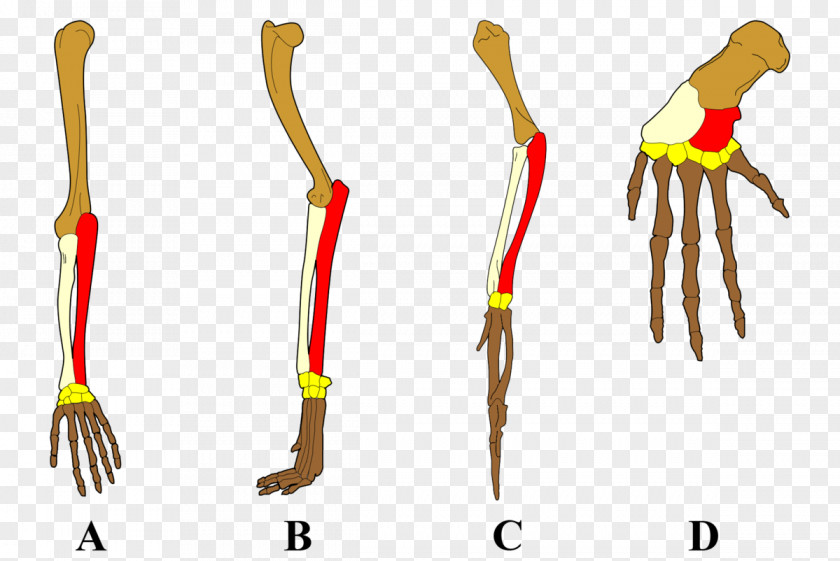 Limbs On The Origin Of Species Evidence Common Descent Evolutionary Biology PNG