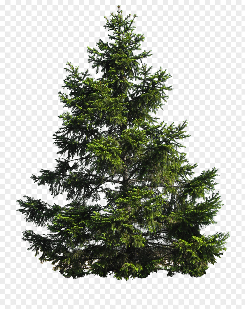 Pine Tree Image PNG