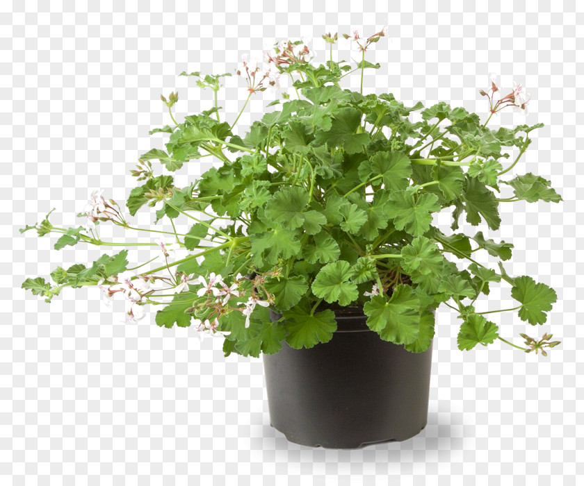 Plant Geraniums Crane's-bill Herb Flowerpot PNG