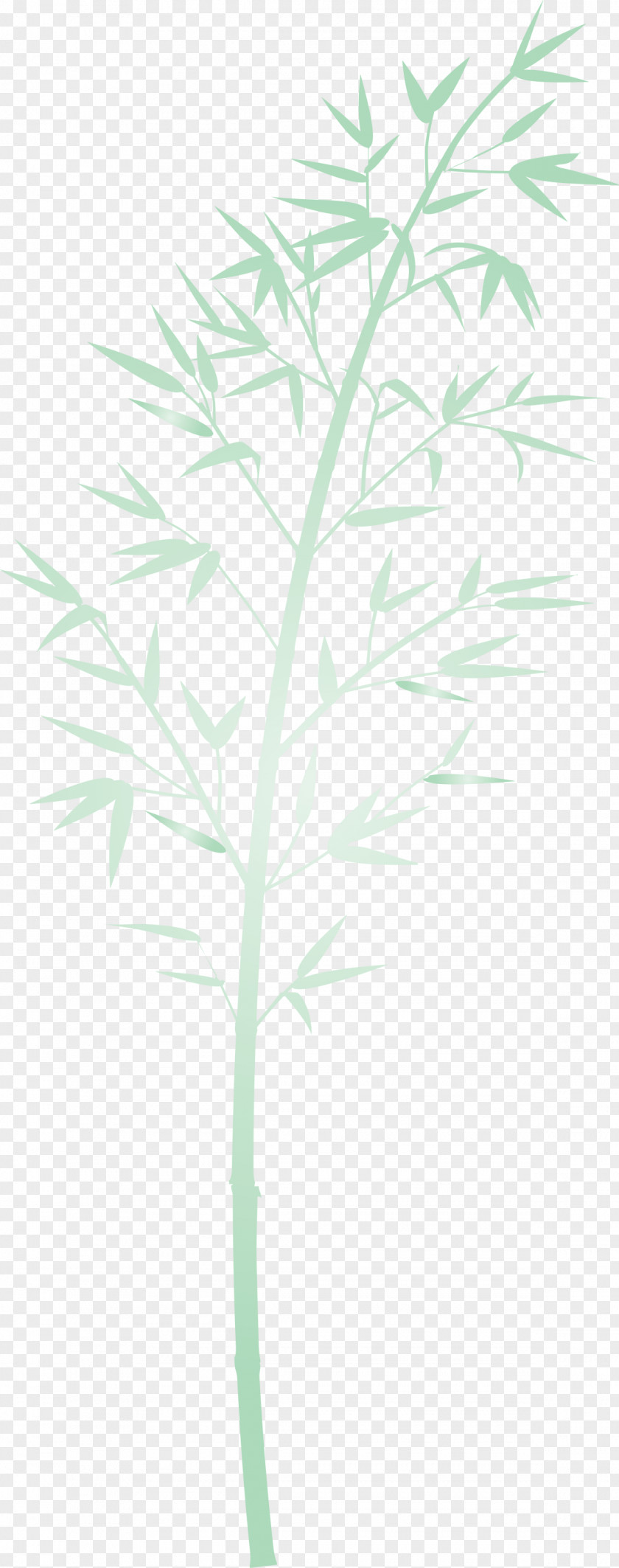 Bamboo Leaf PNG