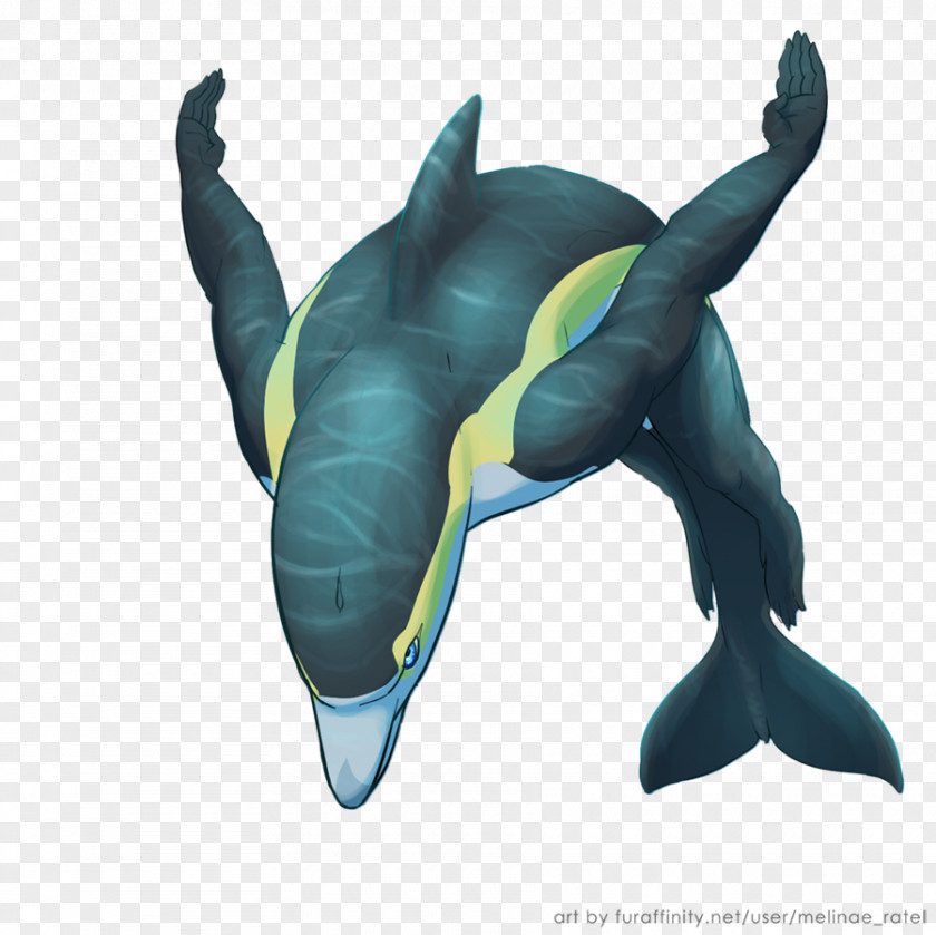 Dolphin Short-beaked Common Drawing Cetaceans PNG