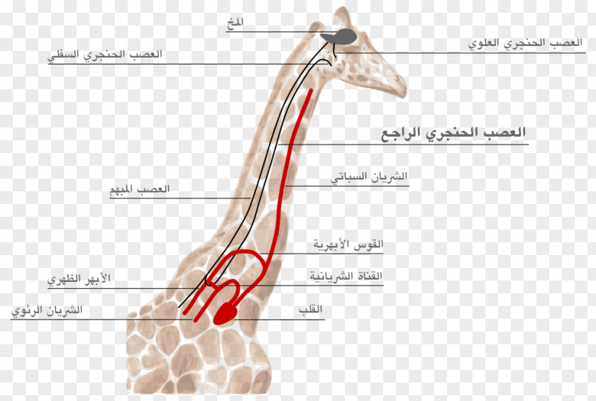 Giraffe Recurrent Laryngeal Nerve Superior Larynx PNG