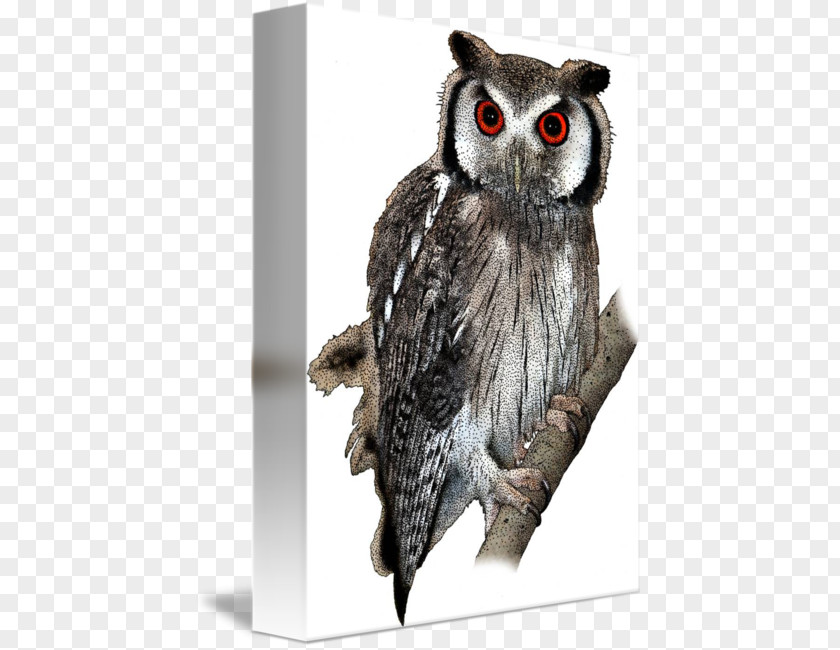 Scops Owl Imagekind Art Poster PNG