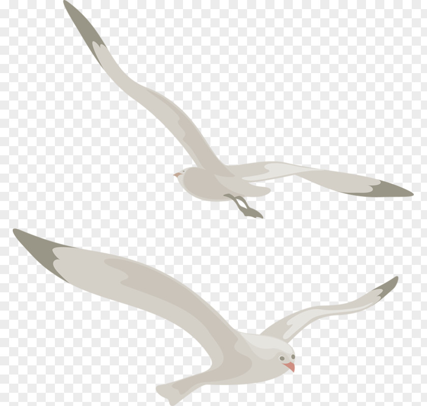 Bird European Herring Gull Great Black-backed Clip Art PNG
