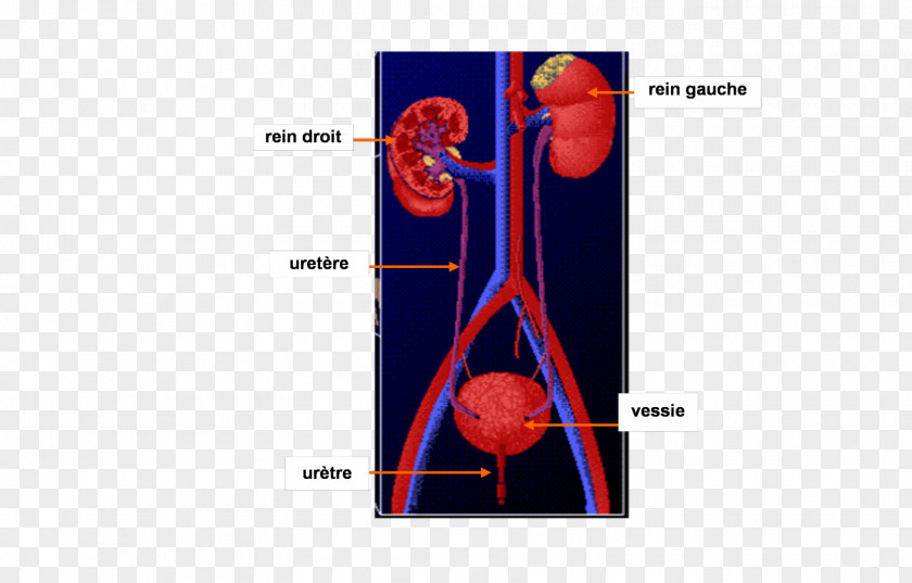 Blood Excretory System Kidney Reflexology Urine Urinary Bladder PNG