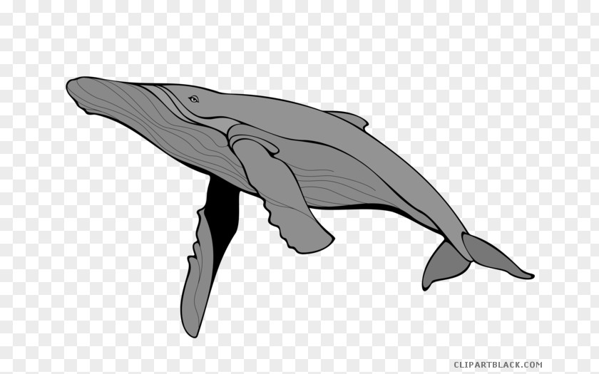 Blue Whale Clip Art Mammal Sea Creatures Gray PNG