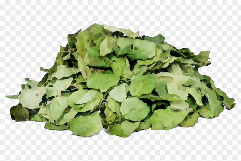 Broccoli Spring Greens Rapini Lettuce Spinach PNG