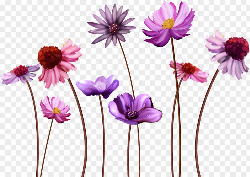 Camomile Flower Desktop Wallpaper Display Resolution PNG