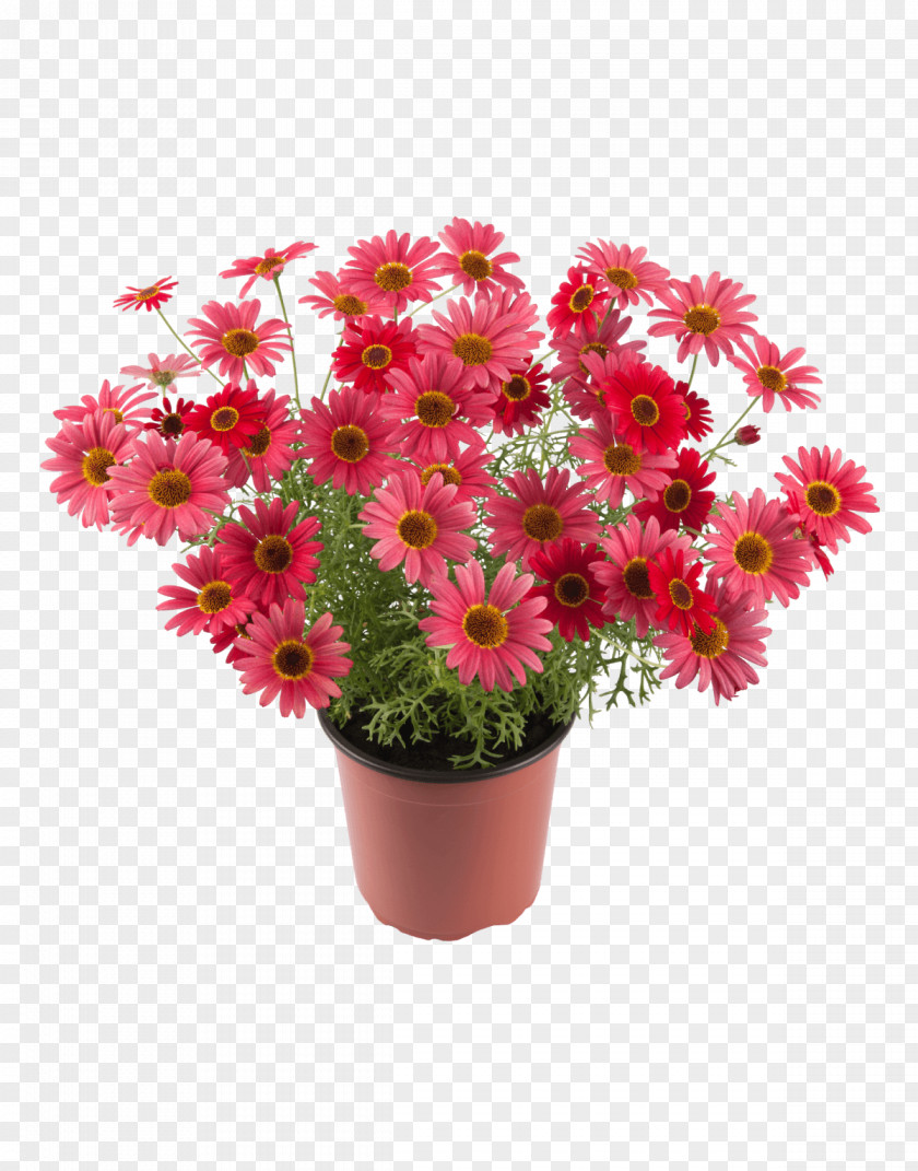 Chrysanthemum Honkasen Puutarha Oy Flower Marguerite Daisy Houseplant PNG