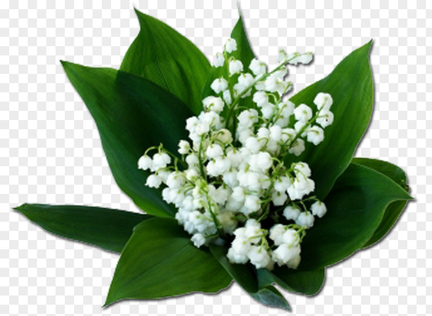 Lily Of The Valley Birth Flower Nelumbo Nucifera Cut Flowers PNG