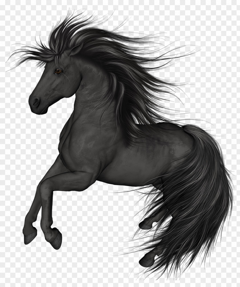 Painting Mustang Stallion Arabian Horse Black Colt PNG