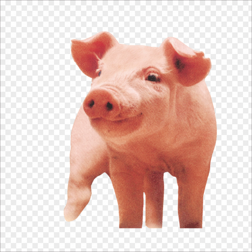 Pig Porky Download PNG
