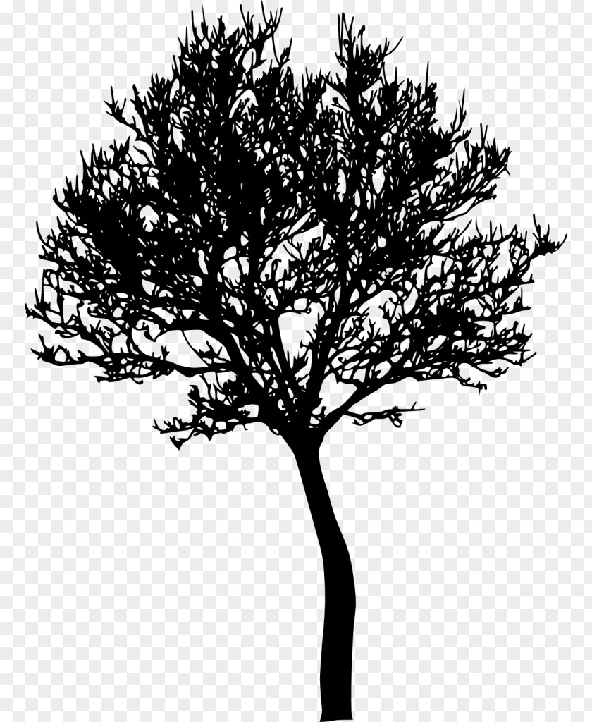 Tree Clip Art PNG