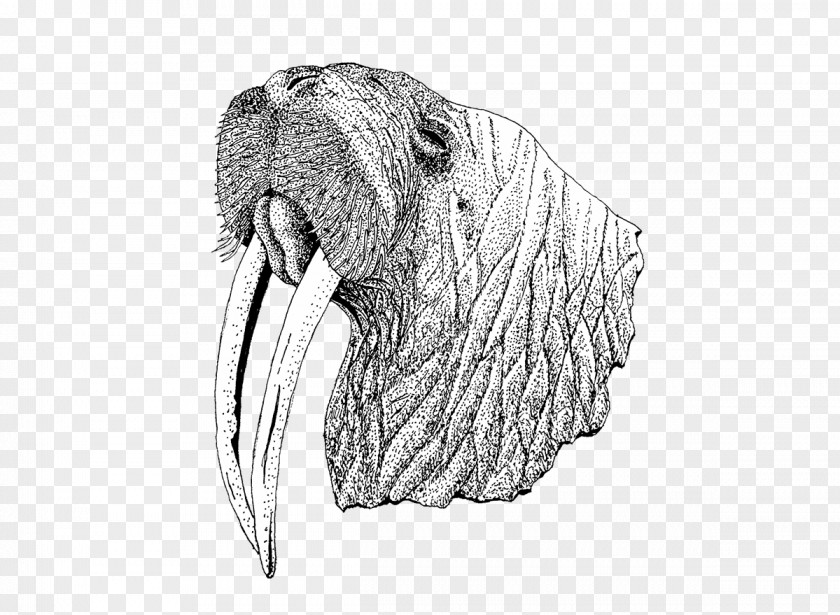 Walrus White Snout PNG