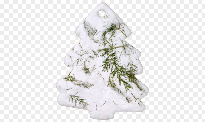 Dolphin Earring Holder Seed Paper Fir Pine Flower PNG