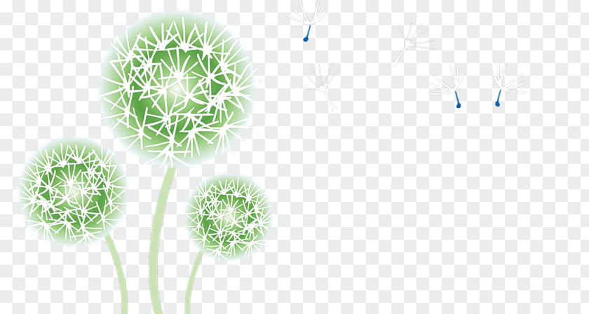 Flower Common Dandelion Clip Art PNG