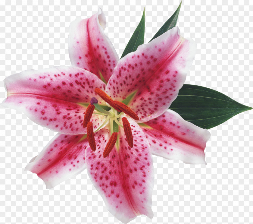 Lily Flower Lilium Blossom Of The Valley Ornamental Plant PNG