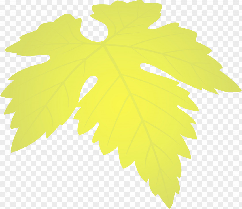 Maple Leaf PNG