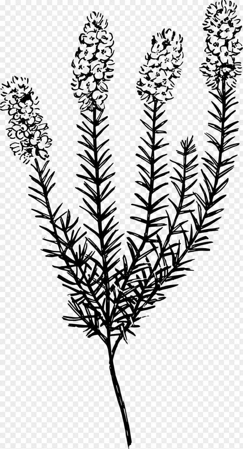 Plant Botany Calluna Clip Art PNG